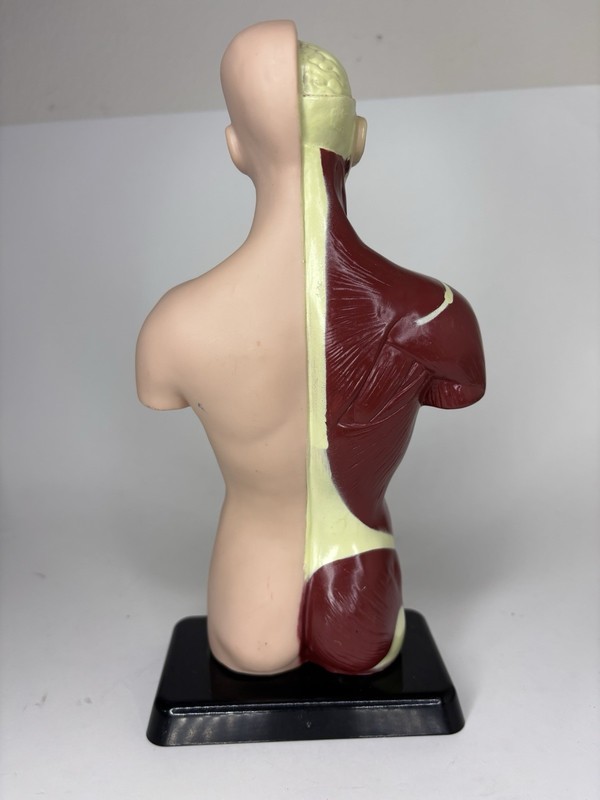 Human Man Organ Torso Science Figure 10.5 Inches Tall Anatomical Anatomy Biology gallery