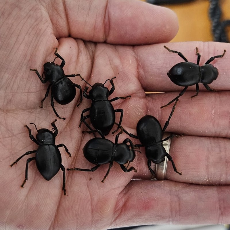 Smooth Dth Feigning Beetlee (Group of 6!) Asbolus laevis (cohabitate with BDFBs)