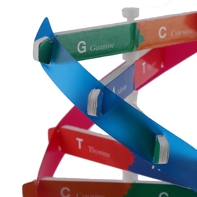 Human Genes DNA Models Double Helix Science Toys Teaching Learning EducatiYEN8 gallery