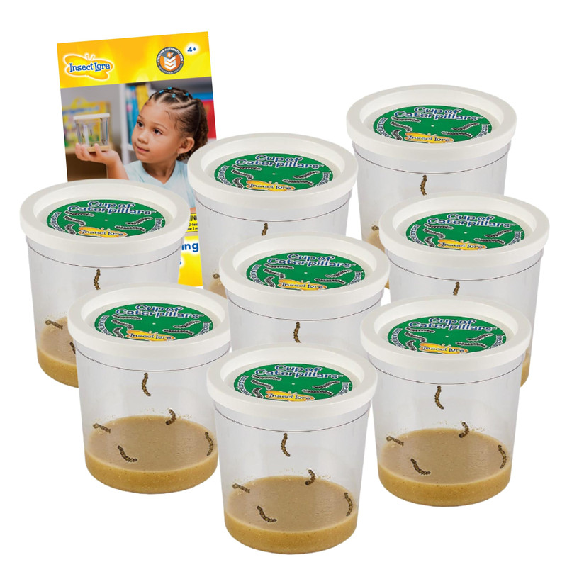 Insect Lore 40 Live Baby Painted Lady Caterpillars 8 Cups Of Caterpillars Basic