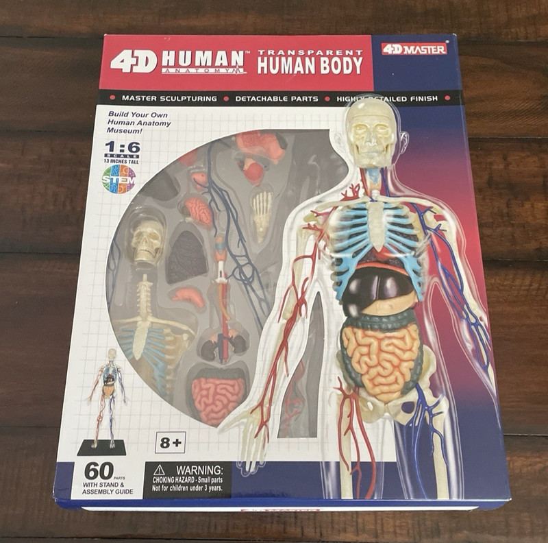 4D Master Human Anatomy Model Transparent Human Body, Rare Collectible, 60 Parts