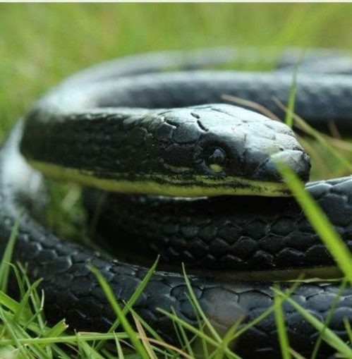 Realistic 47" Rubber Snake Halloween Decor gallery