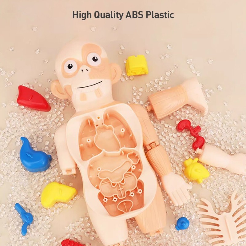 3D Human Body Organ Structure Anatomy Scientific Model Kit Education Toy for Kid gallery