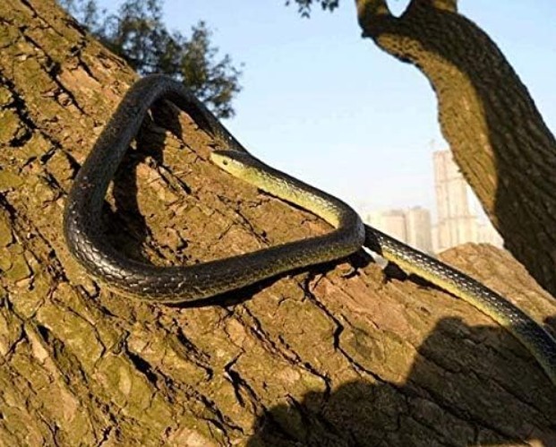 Lifelike 47 Inch Rubber Snake Scary Gag Gift Perfect for Parties and Events gallery