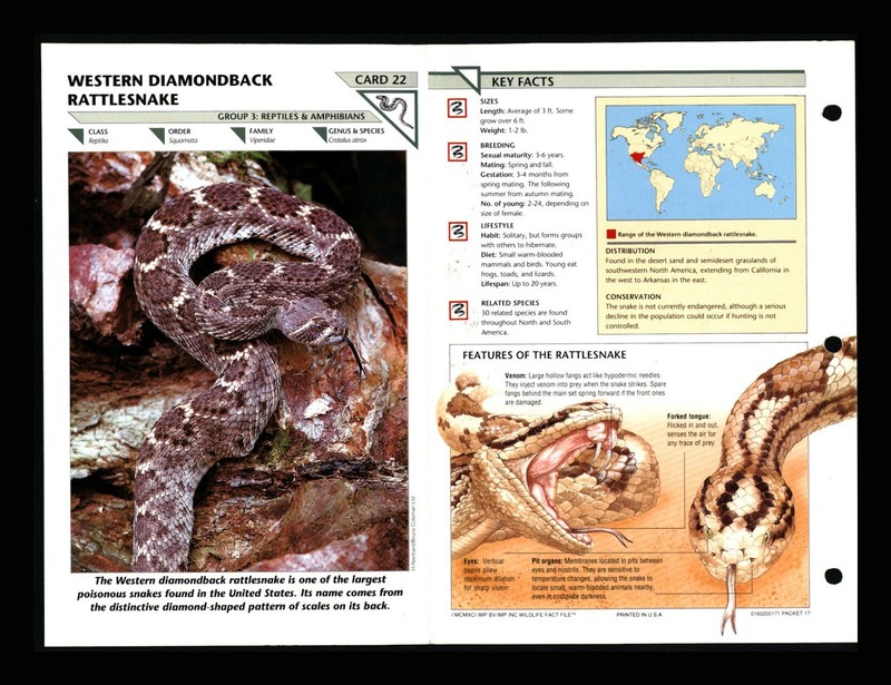 Western Diamondback Rattlesnake Wildlife Fact File Reptile Card Home School 3.22