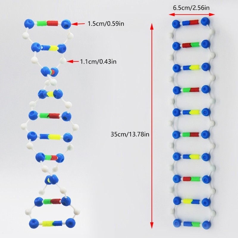 Double Helix DNA Models For Classroom Teaching Demonstration And Laboratory gallery