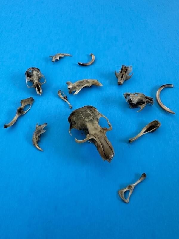 Owl Pellet Dissection Kit 30 Count Medium Pellets (1.5-2 inch) gallery