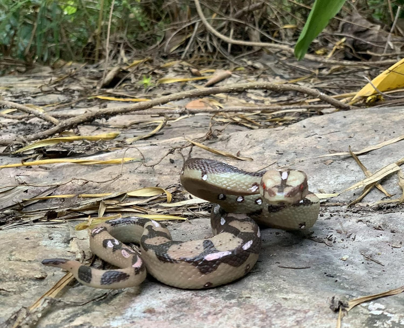 Snake Toys Scary Prank Boa Constrictor Python Animal Figures Gag Gifts Halloween gallery