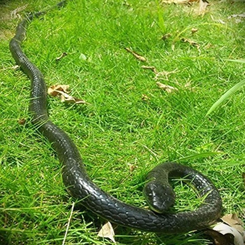 Lifelike 47" Rubber Snake Toy gallery