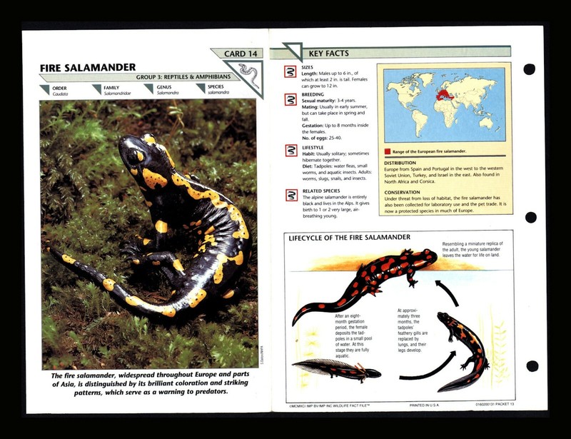 Fire Salamander Wildlife Fact File Reptile Animal Card Home School Study 3.14