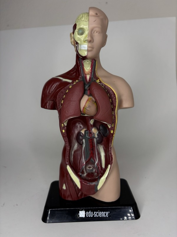 Human Man Organ Torso Science Figure 10.5 Inches Tall Anatomical Anatomy Biology